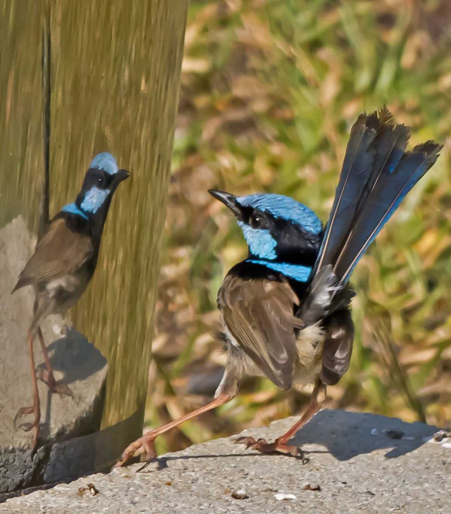 Blue Battler 2 by Len Martin