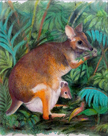 Red-legged Pademelon-Forest Dweller by Lynne Pettall